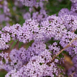 Mop Top™ Fountain Butterfly Bush (Buddleia) -Greatgardenplants MopTop FountainButterflyBush Buddleia 2