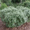 Mr. Smooth™ Seedless Thornless Silverthorn (Eleagnus) -Greatgardenplants Mr.Smooth SeedlessThornlessSilverthorn Eleagnus 1