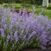 'Cat's Meow' Catmint -Greatgardenplants Nepeta Cats Meow 1 P sw