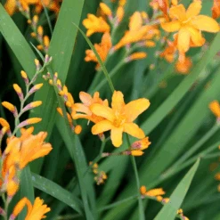 Nova® ‘Gold Dust' Montbretia (Crocosmia)
