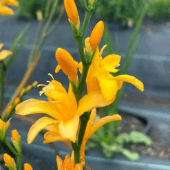 Nova® ‘Gold Dust' Montbretia (Crocosmia) -Greatgardenplants Nova GoldDust Montbretia Crocosmia 2