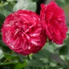 Oso Easy Red Stripe™ Rose -Greatgardenplants OsoEasyRedStripe Rose