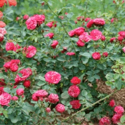 Oso Easy Red Stripe™ Rose -Greatgardenplants OsoEasyRedStripe Rose 2