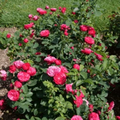 Oso Easy Red Stripe™ Rose -Greatgardenplants OsoEasyRedStripe Rose 3