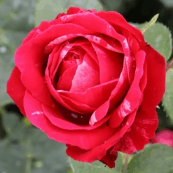 Oso Easy Red Stripe™ Rose -Greatgardenplants OsoEasyRedStripe Rose 4