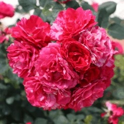 Oso Easy Red Stripe™ Rose -Greatgardenplants OsoEasyRedStripe Rose 5