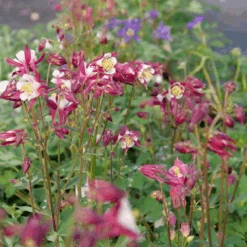 'Biedermeier Mix' Columbine -Greatgardenplants P1037254 800x800 d4c8f1c