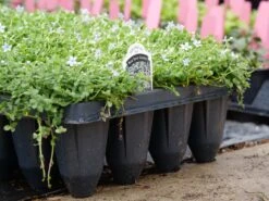 Blue Star Creeper (Isotoma Fluviatilis) -Greatgardenplants P1064381