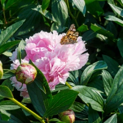 'Sarah Bernhardt' Peony -Greatgardenplants PaeoniaSarahBernhardtwithbutterfly 160606gbo017