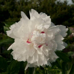 'Festiva Maxima' Peony -Greatgardenplants Paeonia FestivaMaxima 1