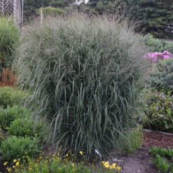 Prairie Winds® 'Apache Rose' Switchgrass -Greatgardenplants Panicum Apache Rose 2 P