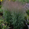 Prairie Winds® 'Apache Rose' Switchgrass -Greatgardenplants Panicum Apache Rose 3 P