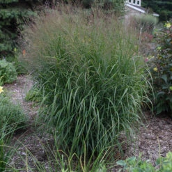 Prairie Winds® 'Apache Rose' Switchgrass -Greatgardenplants Panicum Apache Rose 4 P
