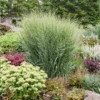Prairie Winds® 'Totem Pole' Switchgrass -Greatgardenplants PanicumvirgatumTotemPolePP29951CPBRAF0000highres 800x800 4e14c4d