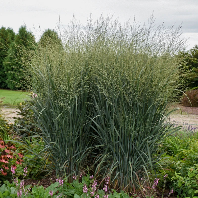 Prairie Winds® 'Totem Pole' Switchgrass 4 Prairie Winds® 'Totem Pole' Switchgrass - Image 2