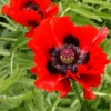 'Beauty Of Livermere' Oriental Poppy -Greatgardenplants PapaverBeautyofLivermere 060605gbv002