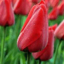'Parade' Tulip -Greatgardenplants ParadeTulip