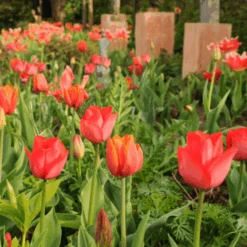 'Parade' Tulip -Greatgardenplants ParadeTulip 2