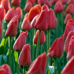 'Parade' Tulip