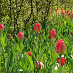 'Parade' Tulip -Greatgardenplants ParadeTulip 5