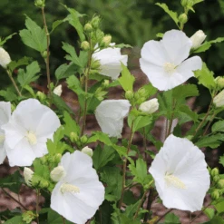 Paraplu® Pure White Rose Of Sharon (Hibiscus) -Greatgardenplants Paraplu PureWhiteRoseofSharon Hibiscus 3