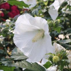 Paraplu® Pure White Rose Of Sharon (Hibiscus) -Greatgardenplants Paraplu PureWhiteRoseofSharon Hibiscus 4