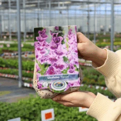 'Passos' Gladiolus -Greatgardenplants Passos Gladiolus 03d0af74 6d98 4063 a37c 4539cb6f3c8e