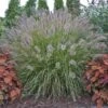 Prairie Winds® 'Desert Plains' Fountain Grass -Greatgardenplants Pennisetum Desert Plains 1 P sw