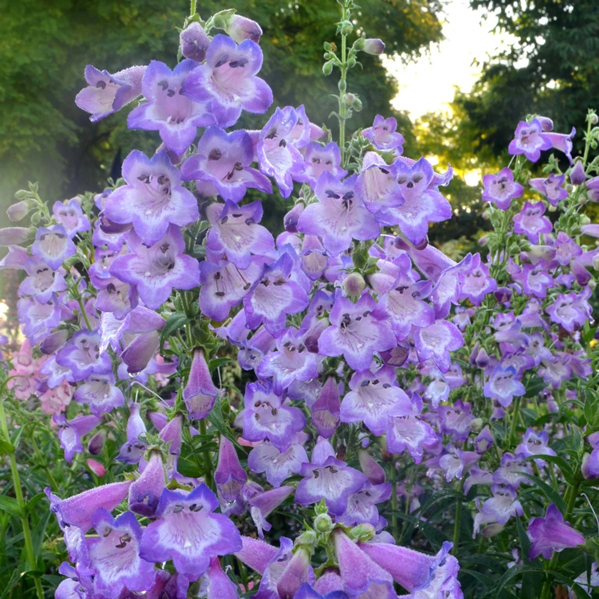 Cha Cha™ ‘Lavender’ Beardtongue 3 Cha Cha™ ‘Lavender’ Beardtongue