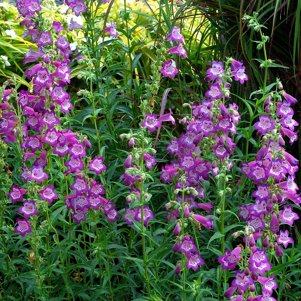 Cha Cha™ ‘Lavender’ Beardtongue 5 Cha Cha™ ‘Lavender’ Beardtongue - Image 3