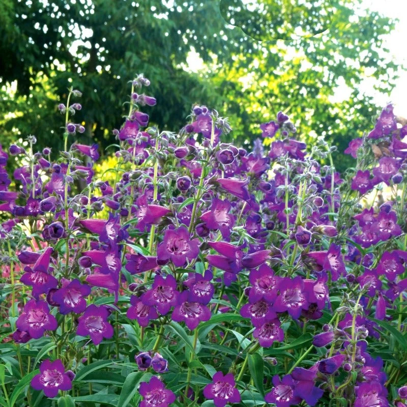 Cha Cha™ 'Purple' Beardtongue 3 Cha Cha™ 'Purple' Beardtongue