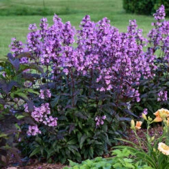'Midnight Masquerade' Beardtongue -Greatgardenplants Penstemon Midnight Masquerade 3 P