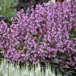 'Midnight Masquerade' Beardtongue -Greatgardenplants Penstemon Midnight Masquerade 4 P