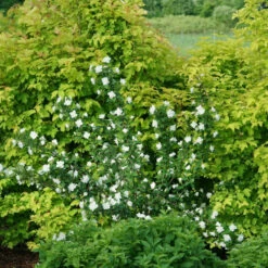 Illuminati Arch® Mock Orange -Greatgardenplants Philadelphus Illuminati Arch 2