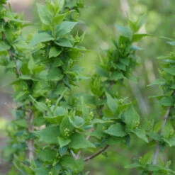 Illuminati Arch® Mock Orange -Greatgardenplants Philadelphus Illuminati Arch 3
