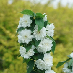 Illuminati Spice™ Mock Orange -Greatgardenplants Philadelphus Illuminati Spice DSC06775