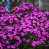 'Cloudburst' Tall Cushion Phlox -Greatgardenplants Phlox Cloudburst 1 P sw