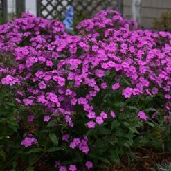 'Cloudburst' Tall Cushion Phlox 10 'Cloudburst' Tall Cushion Phlox -Greatgardenplants Phlox Cloudburst 2 P sw