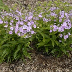'Opening Act Blush' Hybrid Phlox -Greatgardenplants Phlox Opening Act Blush 1