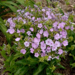 'Opening Act Blush' Hybrid Phlox -Greatgardenplants Phlox Opening Act Blush 2