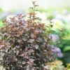 Summer Wine® Black Ninebark -Greatgardenplants Physocarpus Summer Wine Black DSC02869