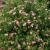 Happy Face® Pink Paradise Potentilla -Greatgardenplants Potentilla Happy Face Pink Paradise 1 P sw