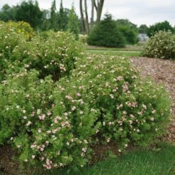 Happy Face® Pink Paradise Potentilla -Greatgardenplants Potentilla Happy Face Pink Paradise 3 P sw