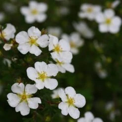 Happy Face® White Potentilla -Greatgardenplants Potentilla Happy Face White 5 P sw