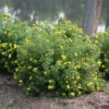 Happy Face® Yellow Potentilla -Greatgardenplants Potentilla Happy Face Yellow 1 P