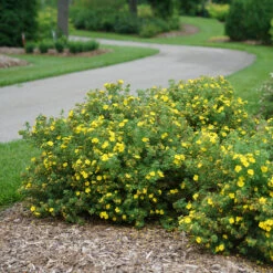 Happy Face® Yellow Potentilla -Greatgardenplants Potentilla Happy Face Yellow 3 P