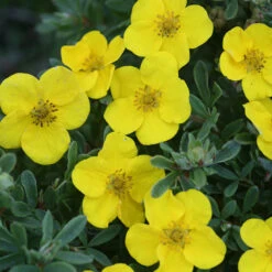 Happy Face® Yellow Potentilla -Greatgardenplants Potentilla Happy Face Yellow 6 P