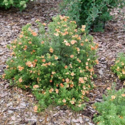Happy Face® Orange Potentilla -Greatgardenplants Potentilla Happy Face Orange P1237255