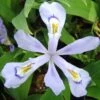 'Powder Blue Giant' Dwarf Crested Iris 2 'Powder Blue Giant' Dwarf Crested Iris -Greatgardenplants PowderBlueGiant DwarfCrestedIris Iriscristata 2