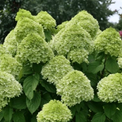 Powerball™ Panicle Hydrangea